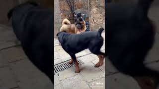 american akita attacks rottwelier real fight [upl. by Chemarin]