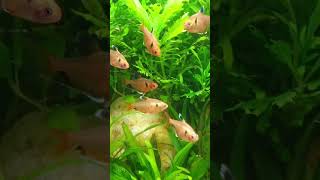 Serpae Tetra Hyphessobrycon eques [upl. by Gravante447]