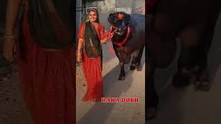 Raka dobh tranding shortsvideo dairyvlog viral villagelife Haryanvisharma9 ♥️ murrahabull🐃 [upl. by Sophey33]