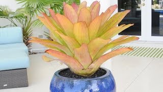 Planting Bromeliads into Gorgeous Blue Pots [upl. by Nobel]