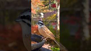 Beautiful nature with watching the Meadow bunting bird 🐦 [upl. by Marielle51]