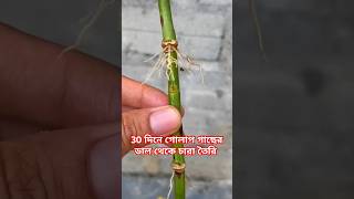 30 দিনে গোলাপ গাছের ডাল থেকে চারা তৈরি facts rose garden shorts [upl. by Yaras535]