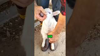 Perché questo contadino veste un agnello con la pelle di un altro 🤯 animali shorts italia [upl. by Acinad]