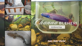 Channa Bleheri Unboxing  Rainbow Snakehead [upl. by Anoyk]