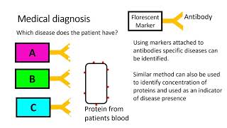 Alevel Biology Uses of monoclonal antibodies [upl. by Yecnahc943]