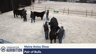 CWA 2024  MaineAnjou Show Broadcast  Regina SK [upl. by Floyd]