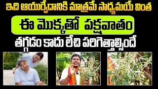 Cure Paralysis  Miracle Leaf Cure Paralysis  ఈ మొక్కతో పక్షవాతం ఉన్నవారు లేచి పరిగెత్తాల్సిందే [upl. by Sedicla]