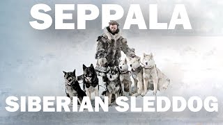 Five Facts About the Seppala Siberian Sleddog [upl. by Aehs]