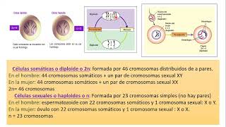 10102024  CLASE 42  BIOLOGIA  MEDICINA Y KINESIOLOGIA UNC  NOVIEMBRE 2024 [upl. by Atirehgram]