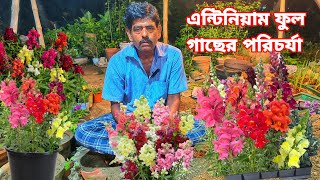 এন্টিনিয়াম ফুল গাছের পরিচর্যা [upl. by Candi]