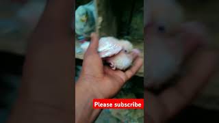 Btak pari kabutar pijeon comedy funny pigeion pingeon piegion pigeonpigeon viralvideo kabot [upl. by Eitsirhc]