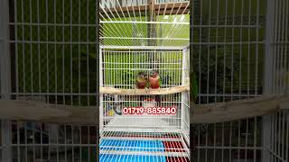 Yellow Sided Conure Double Red Factor Running Pair [upl. by Thanasi141]