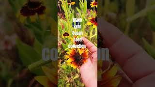 How to get more Black Eyed Susans rudbeckia garden shorts gardeningtipsforbeginners [upl. by Assirrec583]