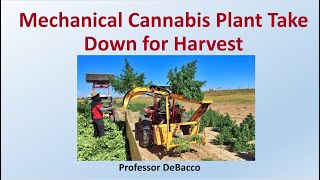 Mechanical Cannabis Plant Take Down for Harvest [upl. by Kotta]