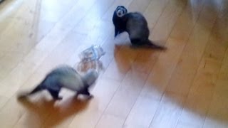 two ferrets playing [upl. by Erual]