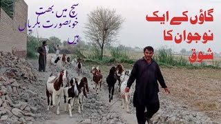 Goat Farming in Pakistan 2024  Goat Farming Business in Pakistan  By MrSalam [upl. by Philipson]