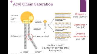 052Types of Lipids [upl. by Legnaleugim224]