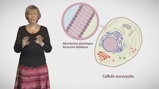 MOOC côté cours  Compartiments et trafic à lintérieur de la cellule [upl. by France]