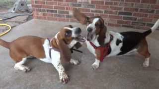 Two Basset Hounds Playing [upl. by Aivilo]