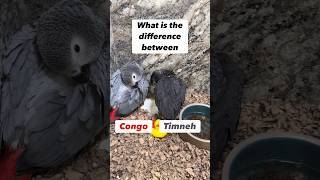 Difference between Congo and Timneh African Grey Parrots bird animals [upl. by Ettigdirb219]