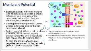 Cell Resting Membrane and Action Potential Physiology [upl. by Johiah]