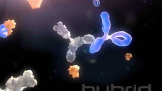 Antidrug antibodies [upl. by Gaile534]