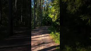 zamurichikkarelia Карелия forest путешествие trip путешествиепороссии travel nature [upl. by Elisabet]