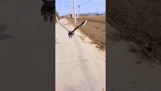 Haass flying style is very beautiful youtubeshorts animals bird [upl. by Inahs]