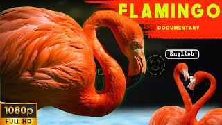 3 Amazing Flamingo Bird Secrets You Wont Believe Documentary Birds [upl. by Yole986]