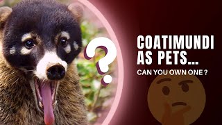 CAN YOU OWN COATIMUNDI AS PETS What It’s Like to Own One [upl. by Stephanie]