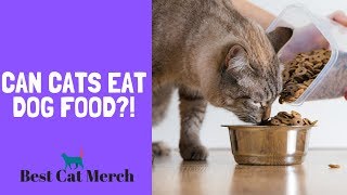 Can Cats Eat Dog Food What Would Happen [upl. by Einahpit]