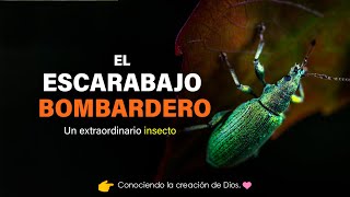 EL ESCARABAJO BOMBARDERO Insecto arsenal [upl. by Millhon628]