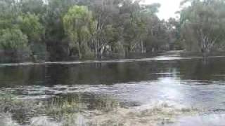 Murrumbidgee River flooding in Darlington Point [upl. by Aztirak239]