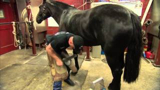 US Army farrier Charles Morrison shoes a horse [upl. by Nicolella]