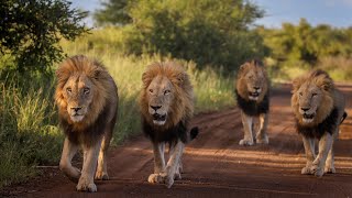 Is this the Most Impressive Lion Coalition in The Kruger National Park [upl. by Adnerak]