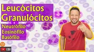 Leucócitos Granulócitos  Neutrófilo  Eosinófilo  Basófilo  Sangue  Tecido Sanguíneo [upl. by Nikolai]