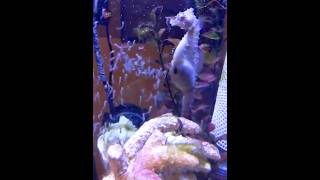 Seahorse Gives Birth In Unique Way 😲😲 shorts [upl. by Tnemelc900]