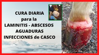 📌 CURA DIARIA para la LAMINITIS  ABSCESOS  AGUADURAS  INFECCIONES de CASCO 📌 [upl. by Welton]