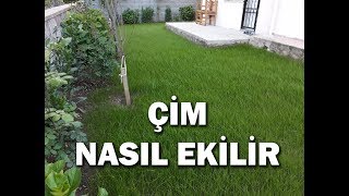 En kolay çim ekimi nasıl yapılır çim nasıl ekilir [upl. by Aniehs]