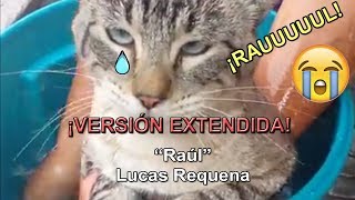 quot¡Raúlquot versión extendida  Lucas Requena  ¡Gatos cantando a Raúl [upl. by Gretchen]