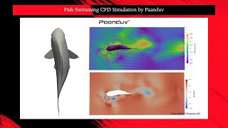 Fish Swimming CFD Simulation by Paanduv [upl. by Yelnahs323]