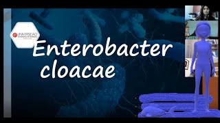 Enterobacter cloacae [upl. by Salvidor]