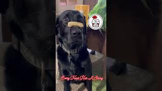 Definitely know the Trick to get the Treat dog dogtreats cat doglover catlover [upl. by Goldia]