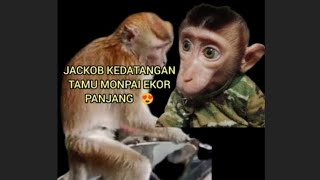 Pertama kali JACKOB bertemu Monyet ekor panjang  Jenis monpai [upl. by Rotkiv]