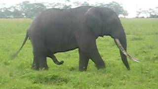 Elephant scratches stomach with 2nd trunk [upl. by Conley]