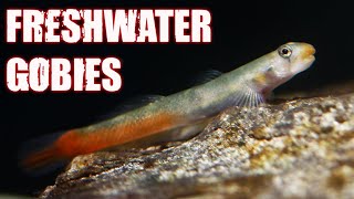 Exploring 11 Unique Freshwater Goby Fish [upl. by Zelde988]