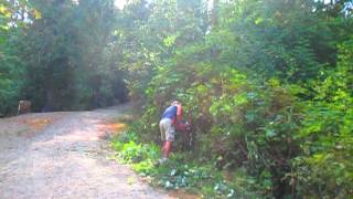 Clearing Blackberry Brambles with an ECHO Hedge Trimmer [upl. by Gnilyarg]