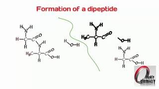 Amino Acids 4 Formation of a Dipeptide [upl. by Sileas]