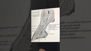 مفصل المعقم Fetlock joint [upl. by Vidovik]