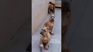 Cane Corso Puppies Available in Mumbai [upl. by Coates]